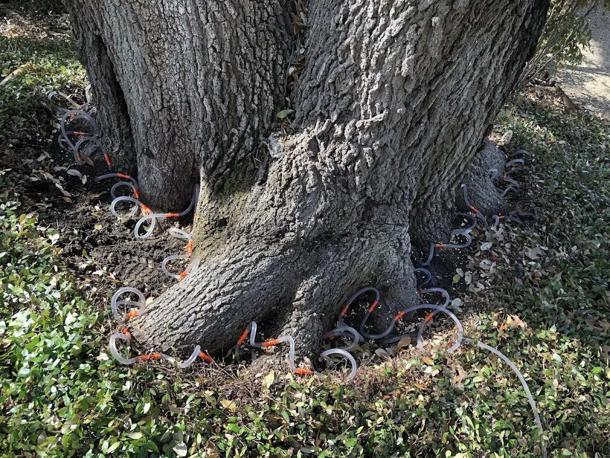 Detailed Tree Cabling and Bracing job site in Rockdale