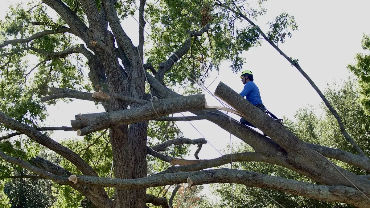 Professional Hazardous Tree Removal performed by certified arborists in Rockdale